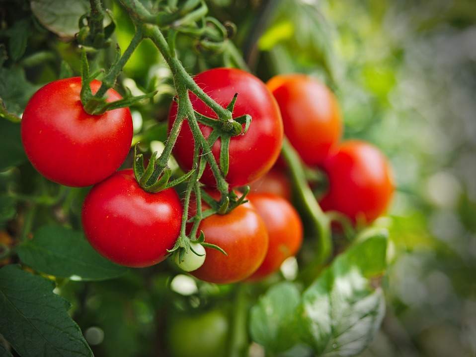 tomato-4241980_960_720